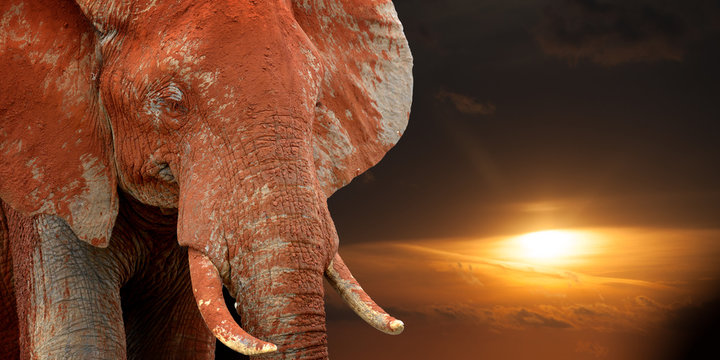 Elephant on savannah in Africa on sunset