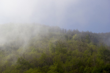 peak of mountain with fog and trees