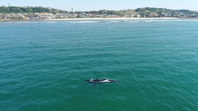Ballena es grabada con dron en una visita que hace a la ciudad