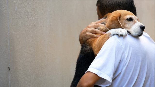 Asian man cherish carrying his adorable beagle dog.