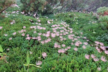 チングルマの種