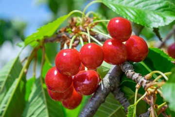 Bunch cluster of ripe red cherries and green leaves on cherry tree. Cherry tree in the summer sunny garden. Selective focus