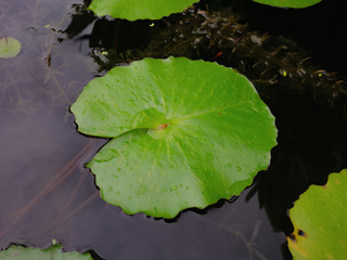 Beautiful green lotus leafs in the water pond.