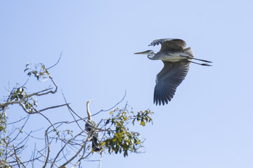 Grey heron flying