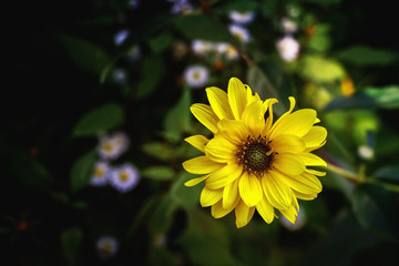 Arnica herb blossom on a dark background. Close up.