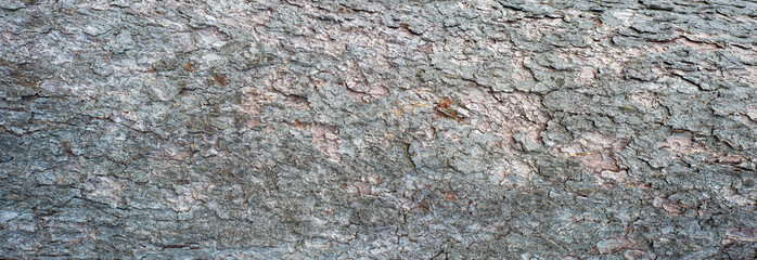 Embossed texture of the bark of fir. Panoramic photo of the fir texture.