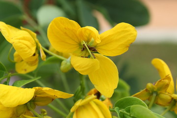 Flower in nature at its best