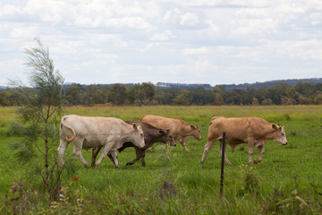 Obraz na płótnie Canvas Cattle walking in a field on the Atherton Tableland in Queensland, Australia
