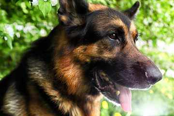 Dog German Shepherd in a park near branch of blossoming apple tree