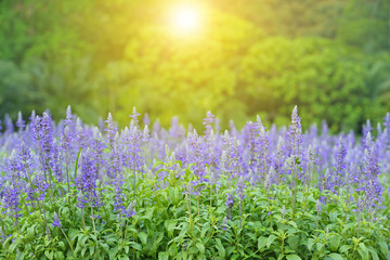 Obraz premium Beautiful landscape of lavender purple flowers on field with soft light and select focus in the morning in eastern of Thailand