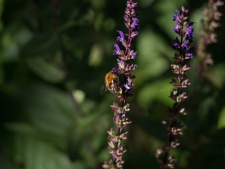 Bumblebee on slavia