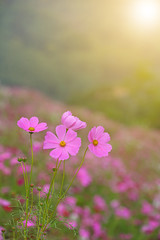 Cosmos flowers blooming in the garden with soft light and select focus, Nature background