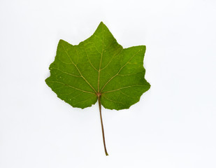  Green leaf isolated on white background.