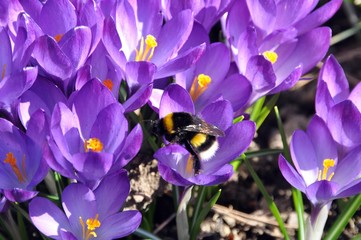 Krokusse im Frühling