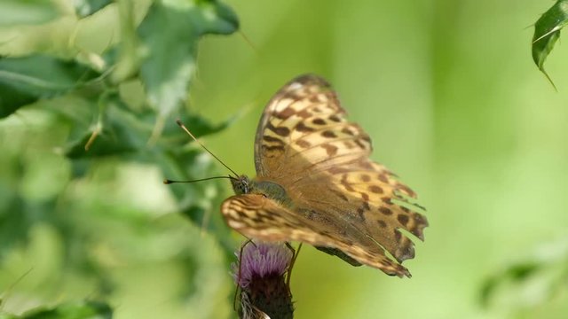 Beautiful Butterfly on a Flower in a Summer Sunshine Day