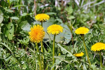 Löwenzahn auf der Wiese