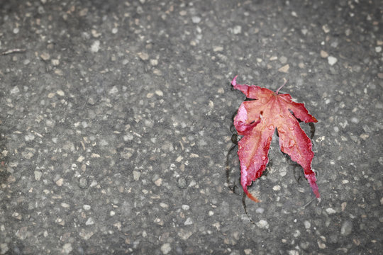 Red maple leaf lays on wet dark asphalt road. Autumn background, copy space