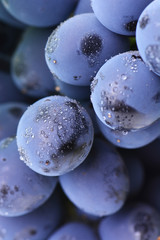 Grapes in drops of water