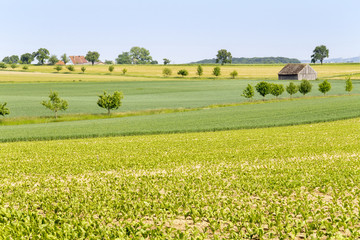 agricultural scenery at spring time