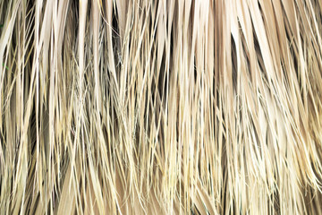 Dry palm leaves close-up, texture, background