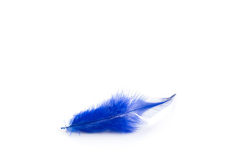 Blue feathers on white background