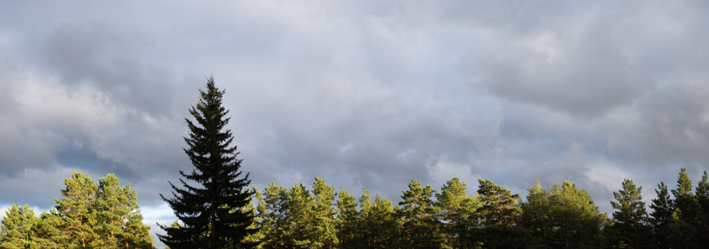 Fototapeta forest at sunset
