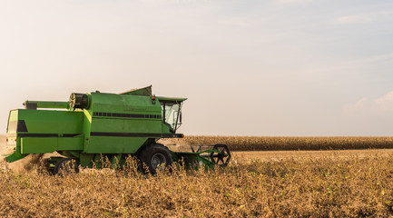 Fototapeta premium Harvesting of soybean field with combine