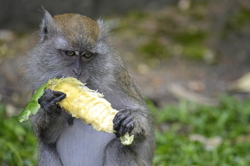 monkey eats in the jungle