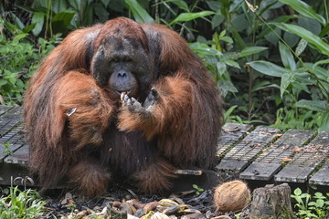 Orangutango, Pongo pygmaeus eating in the jungle