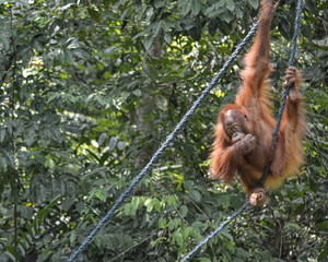 Orangutango, Pongo pygmaeus in the jungle
