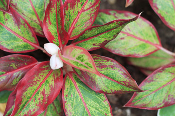 Green and red leaves close-up, texture, background