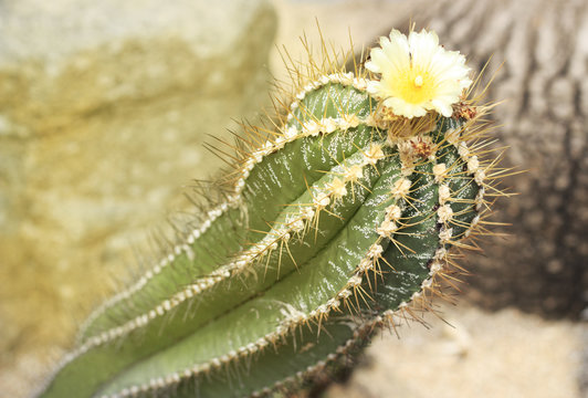 Cactus flowers, blossoming cactus close-up, Toned