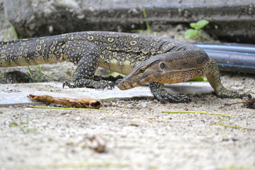 varanus on the borneo beach