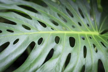 Fototapeta na wymiar Green tropical leaf close-up, texture, background
