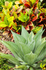 Obraz premium Aloe vera is tropical green plants tolerate hot weather. A close up of green leaves, aloe vera in park at daytime