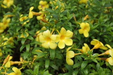 Flower in nature at its best