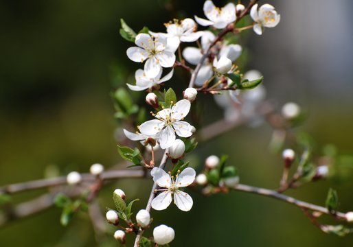 Blüte der Kirschpflaume