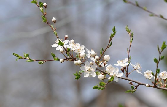 Blüte der Kirschpflaume