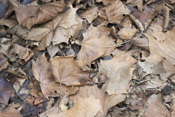 Fallen autumn Brown old maple leaves