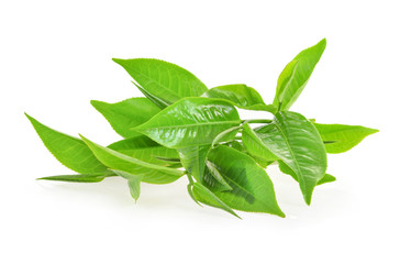 Fresh tea leaves on a white background