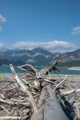 Fototapeta na wymiar Drift wood on the shore of Barrier Lake, Kananaskis, Alberta, Canada.