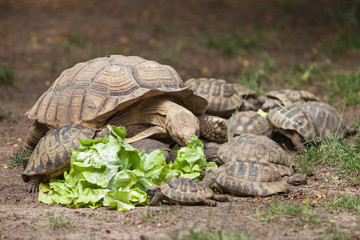 many turtles dine with cabbage