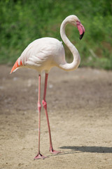 beautiful pink flamingo