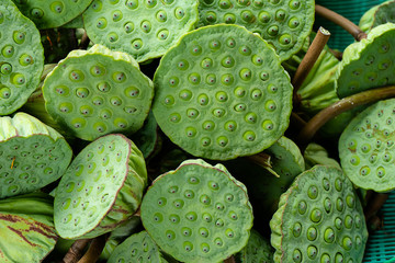 Close up seeds of lotus plant.
