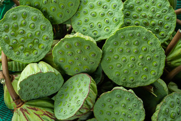 Close up seeds of lotus plant.