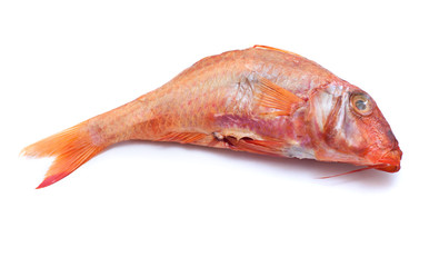 large smoked mullet isolated on white background.