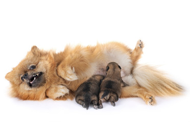 puppies pomeranian and mother