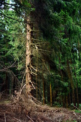 świerk z suchymi gałęziami w lesie © rosali