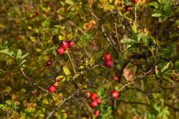 rosehip fruits on the bush