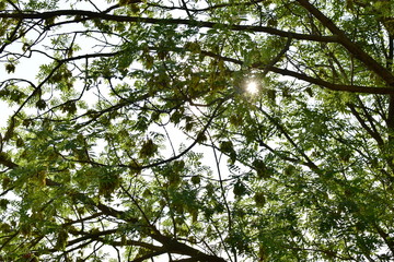 the rays of the sun shining through the leaves